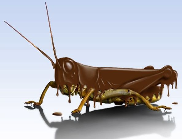 Chocolate insects